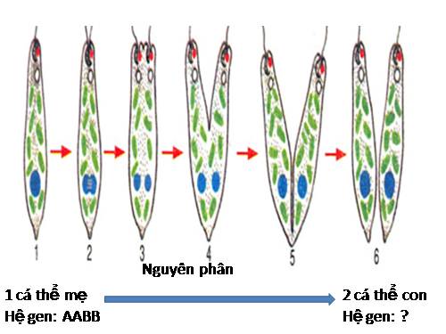 Bài 44. Sinh sản vô tính ở động vật