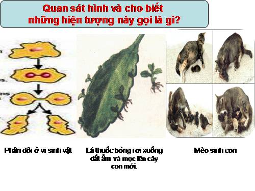 Bài 41. Sinh sản vô tính ở thực vật