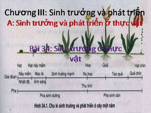 Bài 34. Sinh trưởng ở thực vật