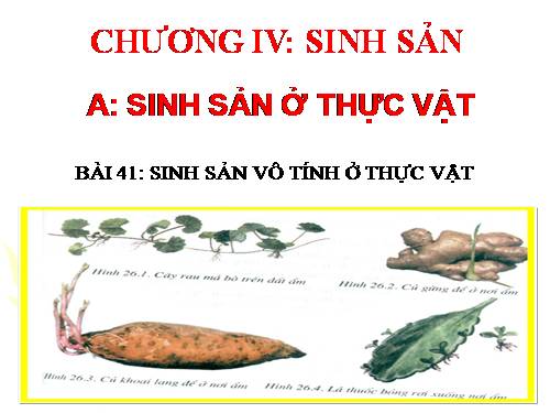 Bài 41. Sinh sản vô tính ở thực vật