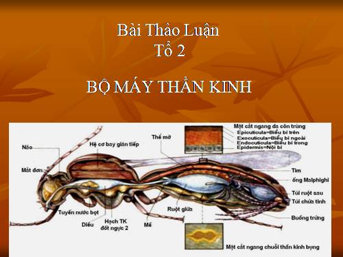 Thần kinh côn trùng