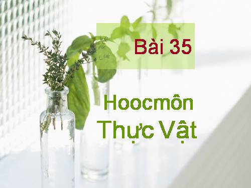 Bài 35. Hoocmôn thực vật