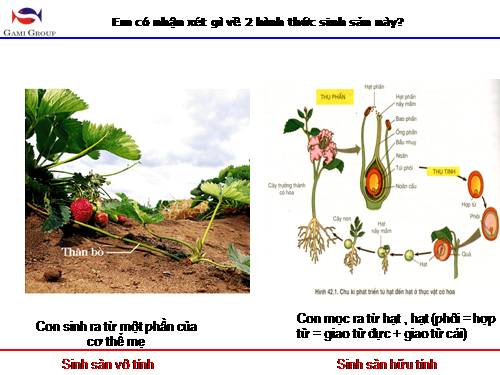 Bài 42. Sinh sản hữu tính ở thực vật