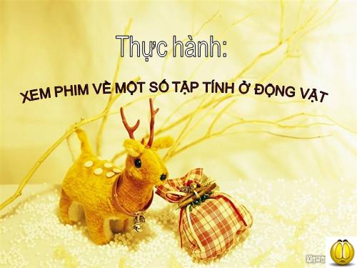 Bài 33. Thực hành: Xem phim về tập tính của động vật