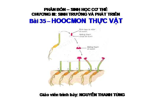 Bài 35. Hoocmôn thực vật