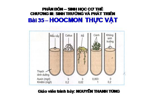 Bài 35. Hoocmôn thực vật