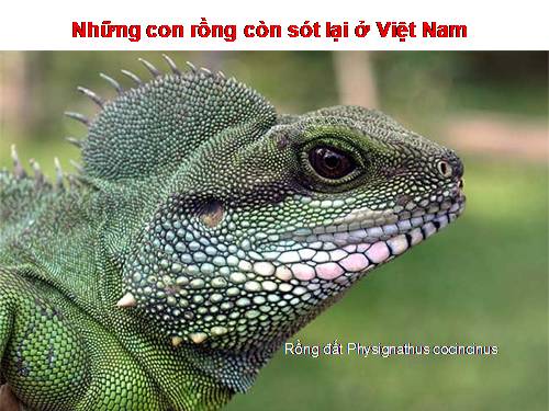 Những con rồng còn sót lại ở Việt Nam