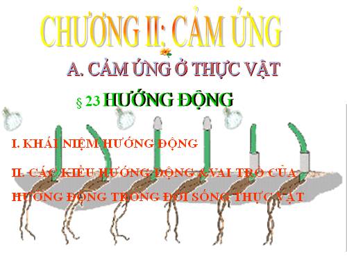 Bài 23. Hướng động