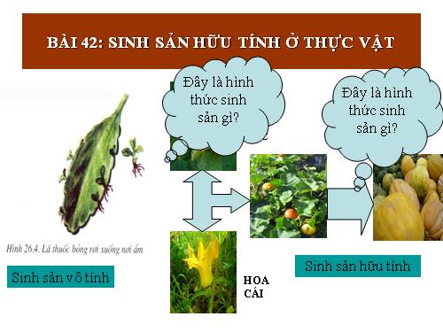 Bài 42. Sinh sản hữu tính ở thực vật