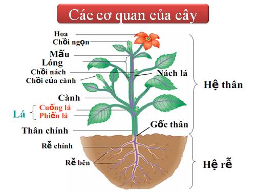 thuc vat va phan loai thuc vat