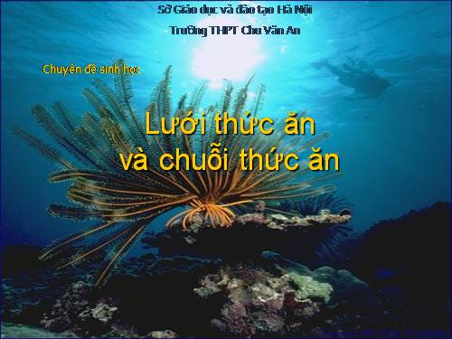 Lưới thức ăn và chuỗi thức ăn