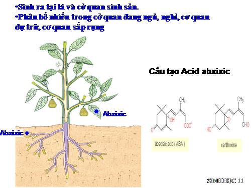 Bài 35. Hoocmôn thực vật