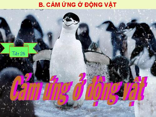 Bài 26. Cảm ứng ở động vật