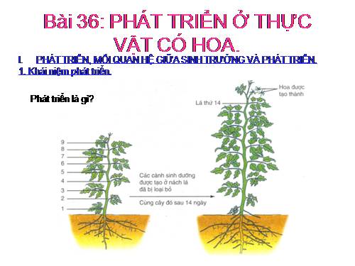 Bài 36. Phát triển ở thực vật có hoa