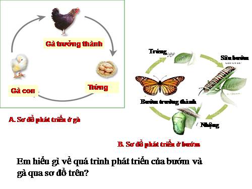 Bài 38. Các nhân tố ảnh hưởng đến sinh trưởng và phát triển ở động vật