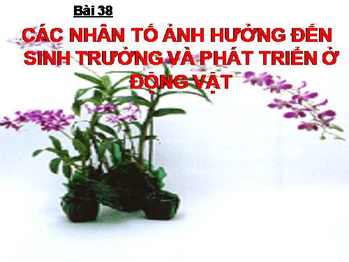 Bài 38. Các nhân tố ảnh hưởng đến sinh trưởng và phát triển ở động vật