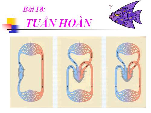 Bài 18. Tuần hoàn máu