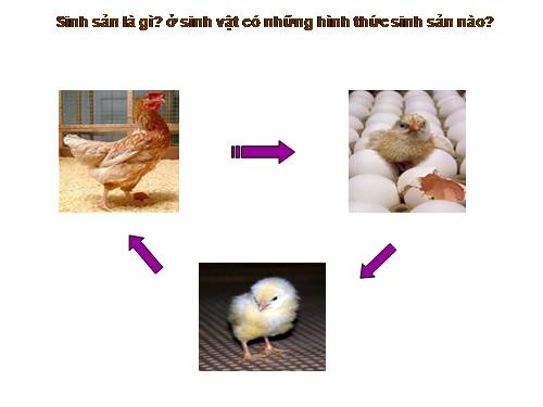 Bài 41. Sinh sản vô tính ở thực vật