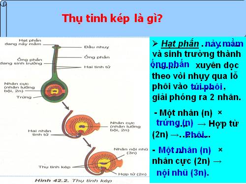 Bài 42. Sinh sản hữu tính ở thực vật