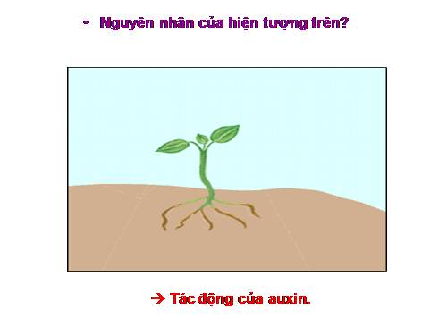 Bài 35. Hoocmôn thực vật