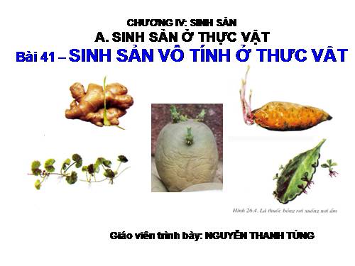 Bài 41. Sinh sản vô tính ở thực vật