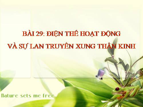 Bài 29. Điện thế hoạt động và sự lan truyền xung thần kinh