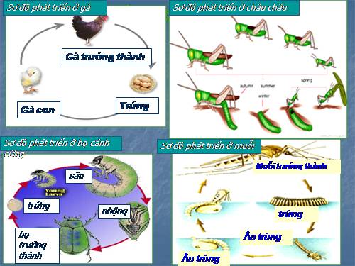 Bài 38. Các nhân tố ảnh hưởng đến sinh trưởng và phát triển ở động vật