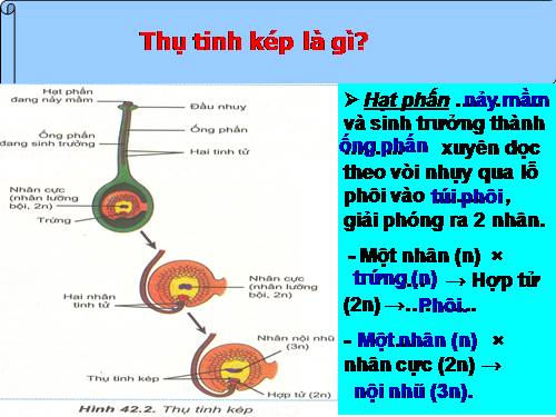 Bài 42. Sinh sản hữu tính ở thực vật