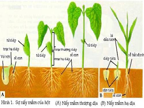 Bài 34. Sinh trưởng ở thực vật