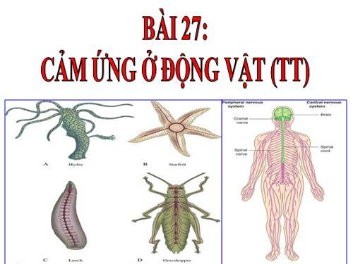 Bài 27. Cảm ứng ở động vật (tiếp theo)