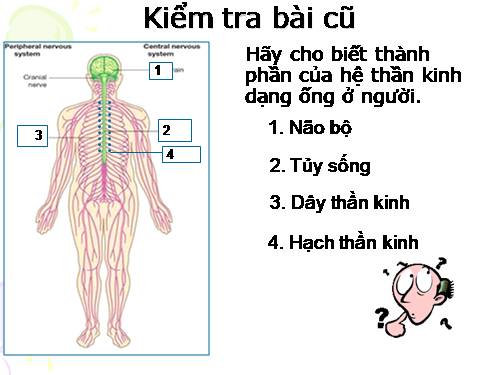 Bài 28. Điện thế nghỉ