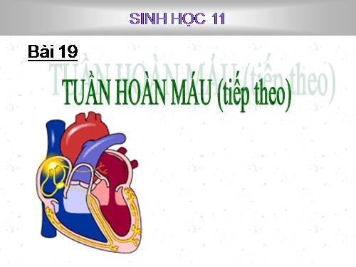 Bài 19. Tuần hoàn máu (tiếp theo)