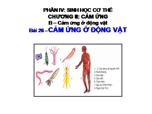 Bài 26. Cảm ứng ở động vật