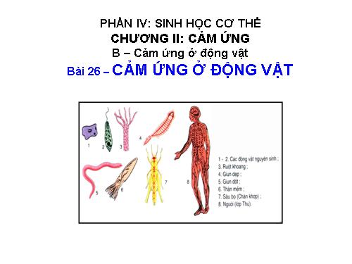 Bài 26. Cảm ứng ở động vật