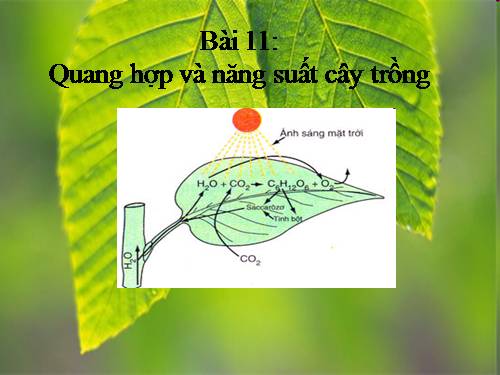 Bài 11. Quang hợp và năng suất cây trồng