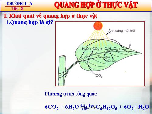 Bài 8. Quang hợp ở thực vật