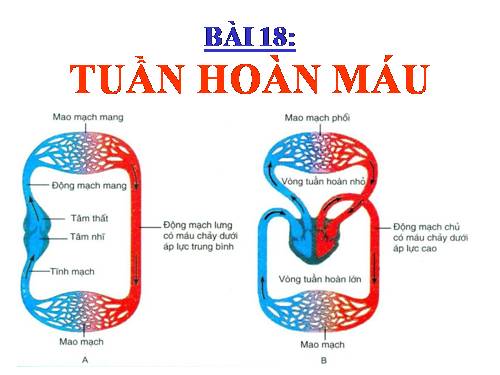 Bài 18. Tuần hoàn máu