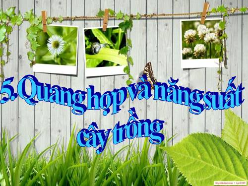 Bài 11. Quang hợp và năng suất cây trồng