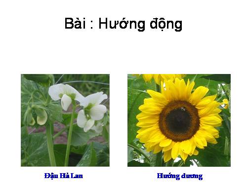 Bài 23. Hướng động