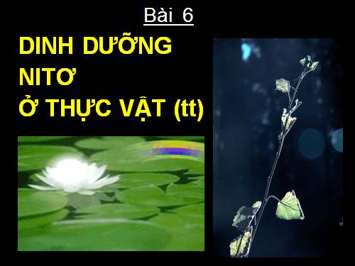 Bài 6. Dinh dưỡng nitơ ở thực vật (tiếp theo)