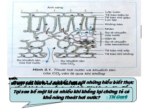 Bài 3. Thoát hơi nước