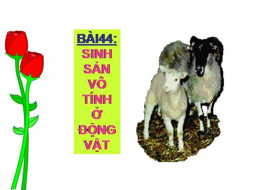 Bài 41. Sinh sản vô tính ở thực vật