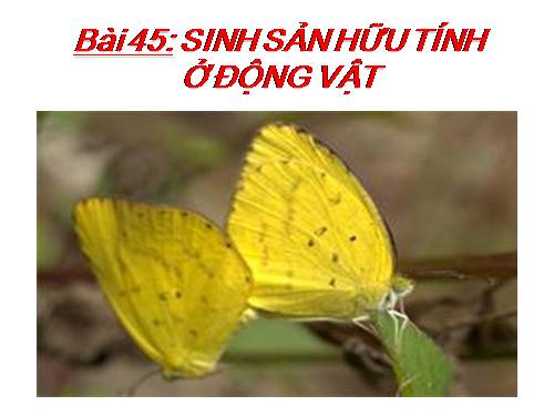 Bài 45. Sinh sản hữu tính ở động vật