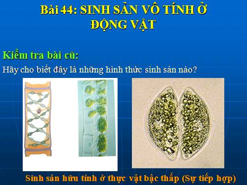 Bài 44. Sinh sản vô tính ở động vật