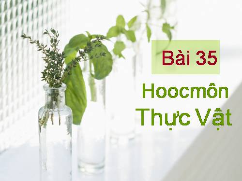 Bài 35. Hoocmôn thực vật