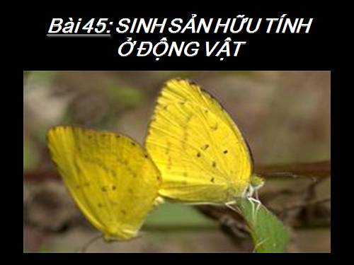 Bài 45. Sinh sản hữu tính ở động vật