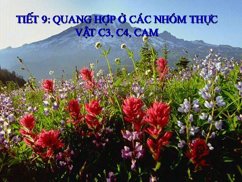 Bài 9. Quang hợp ở các nhóm thực vật C3, C4 và CAM