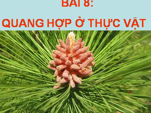 Bài 8. Quang hợp ở thực vật