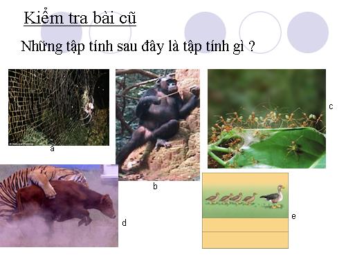 Bài 34. Sinh trưởng ở thực vật