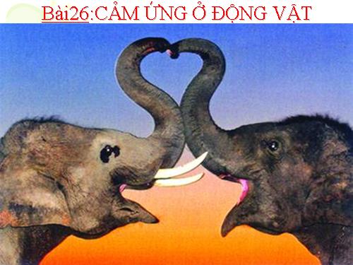 Bài 26. Cảm ứng ở động vật